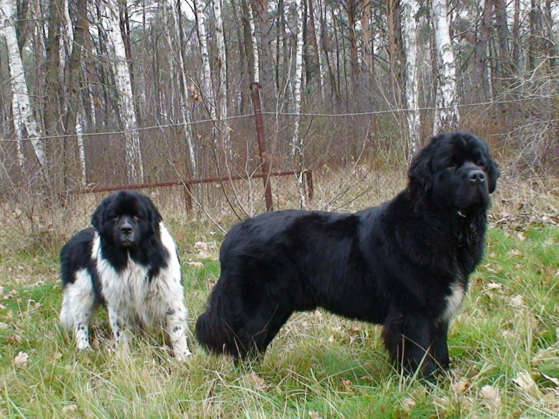 Фото: ньюфаундленд On Aroll Midnight Bear, ньюфаундленд Archibald Good Win Super Mishka (Арчибальд Гуд Вин Супер Мишка)