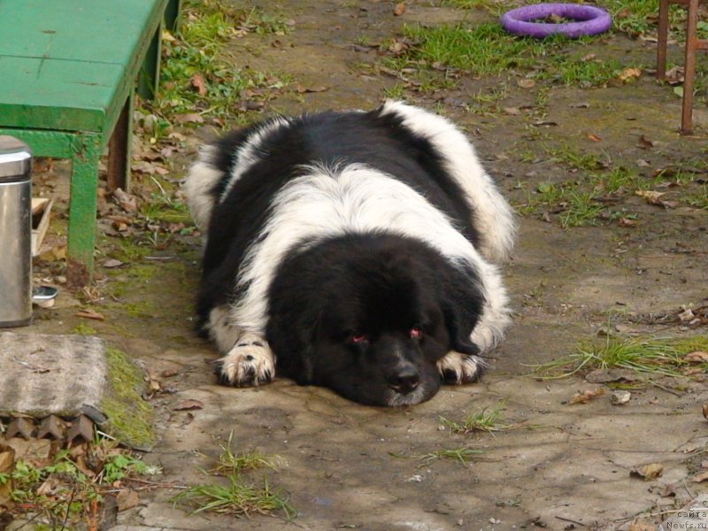 Фото: ньюфаундленд Archibald Good Win Super Mishka (Арчибальд Гуд Вин Супер Мишка)