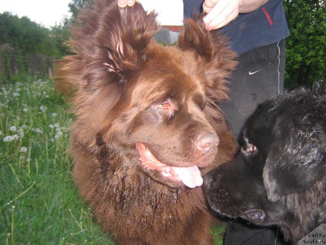 Фото: ньюфаундленд Cvetna (Цветна), ньюфаундленд Arman'yak Dushi Moey (Арманьяк Души Моей)