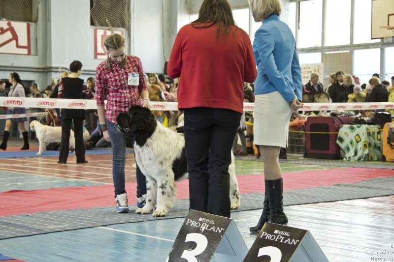 Фото: ньюфаундленд Keeper Soul Nou Daut Best (Кипер Соул Ноу Даут Бэст)