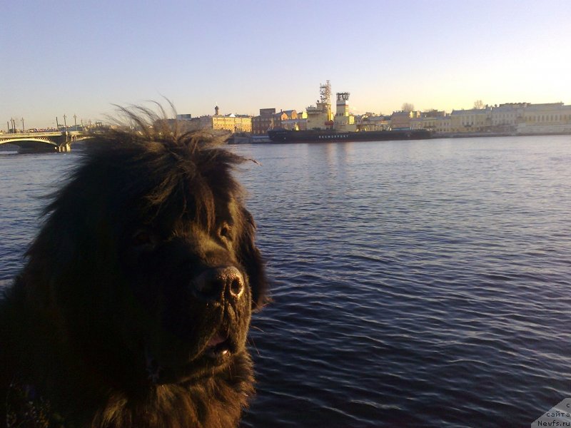 Фото: ньюфаундленд Tsinnamon Bel' Fra Sharmel iz Arkaima (Циннамон БельФра Шармэль из Аркаима)