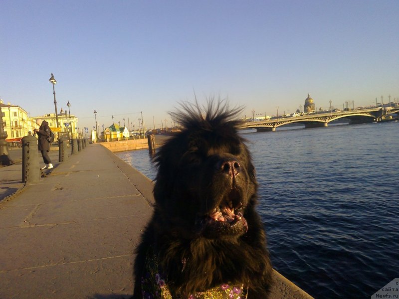 Фото: ньюфаундленд Tsinnamon Bel' Fra Sharmel iz Arkaima (Циннамон БельФра Шармэль из Аркаима)