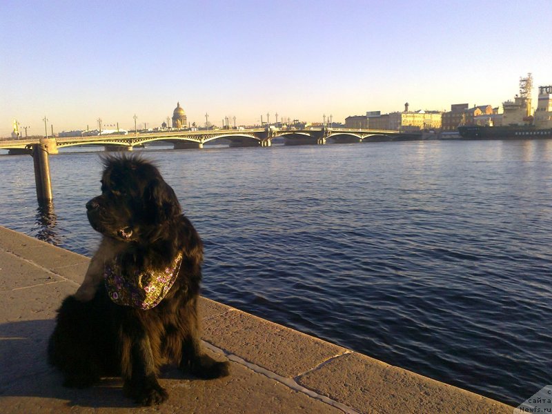 Фото: ньюфаундленд Tsinnamon Bel' Fra Sharmel iz Arkaima (Циннамон БельФра Шармэль из Аркаима)