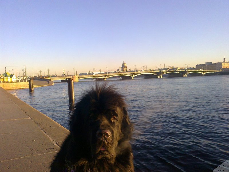 Фото: ньюфаундленд Tsinnamon Bel' Fra Sharmel iz Arkaima (Циннамон БельФра Шармэль из Аркаима)