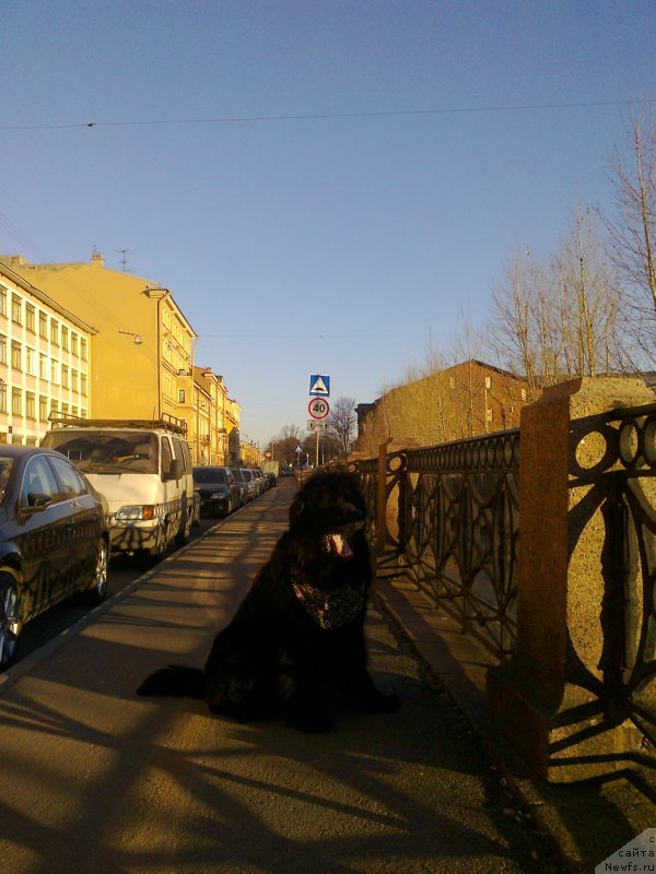 Фото: ньюфаундленд Tsinnamon Bel' Fra Sharmel iz Arkaima (Циннамон БельФра Шармэль из Аркаима)