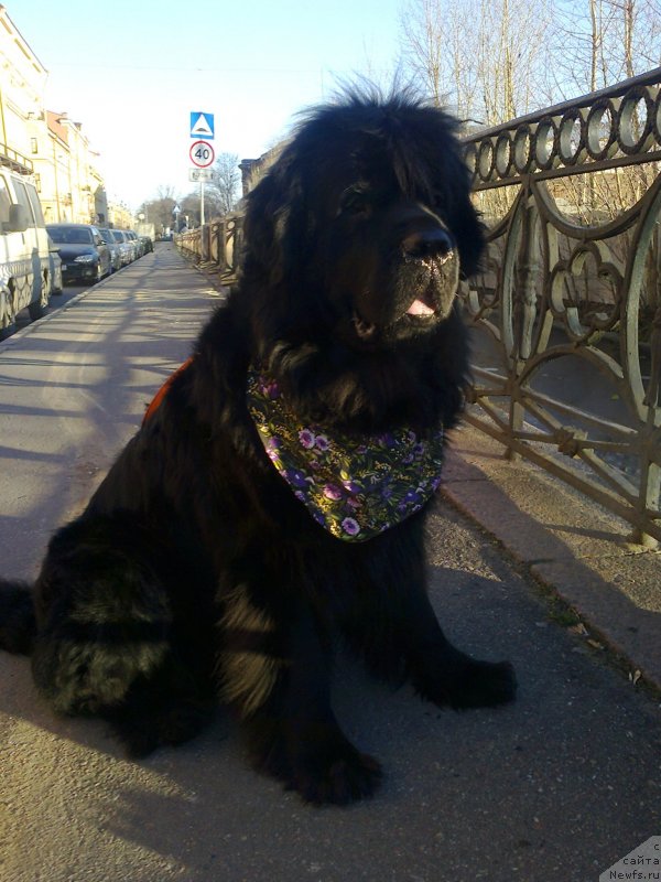 Фото: ньюфаундленд Tsinnamon Bel' Fra Sharmel iz Arkaima (Циннамон БельФра Шармэль из Аркаима)