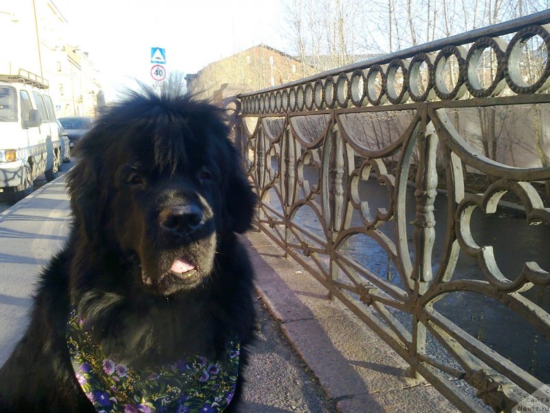 Фото: ньюфаундленд Tsinnamon Bel' Fra Sharmel iz Arkaima (Циннамон БельФра Шармэль из Аркаима)