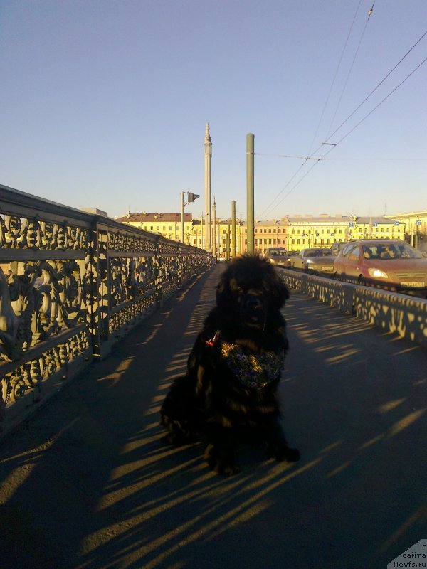 Фото: ньюфаундленд Tsinnamon Bel' Fra Sharmel iz Arkaima (Циннамон БельФра Шармэль из Аркаима)