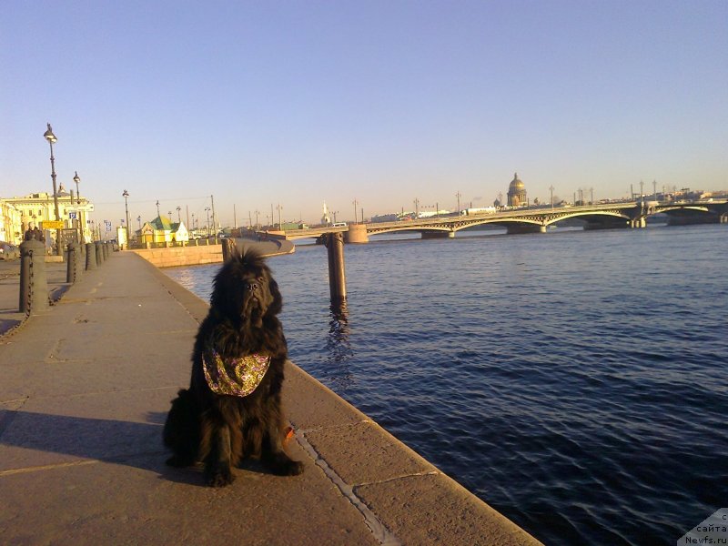 Фото: ньюфаундленд Tsinnamon Bel' Fra Sharmel iz Arkaima (Циннамон БельФра Шармэль из Аркаима)