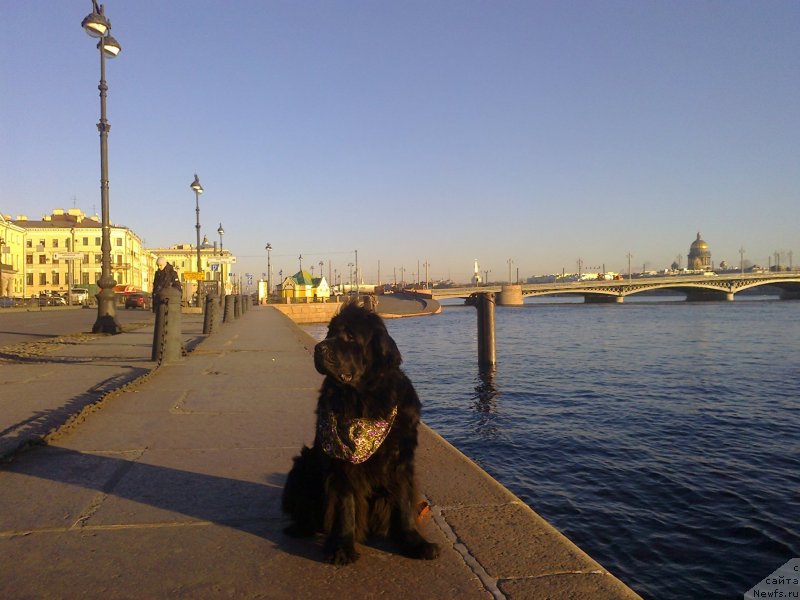 Фото: ньюфаундленд Tsinnamon Bel' Fra Sharmel iz Arkaima (Циннамон БельФра Шармэль из Аркаима)