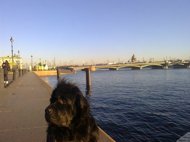 Фото: ньюфаундленд Tsinnamon Bel' Fra Sharmel iz Arkaima (Циннамон БельФра Шармэль из Аркаима)