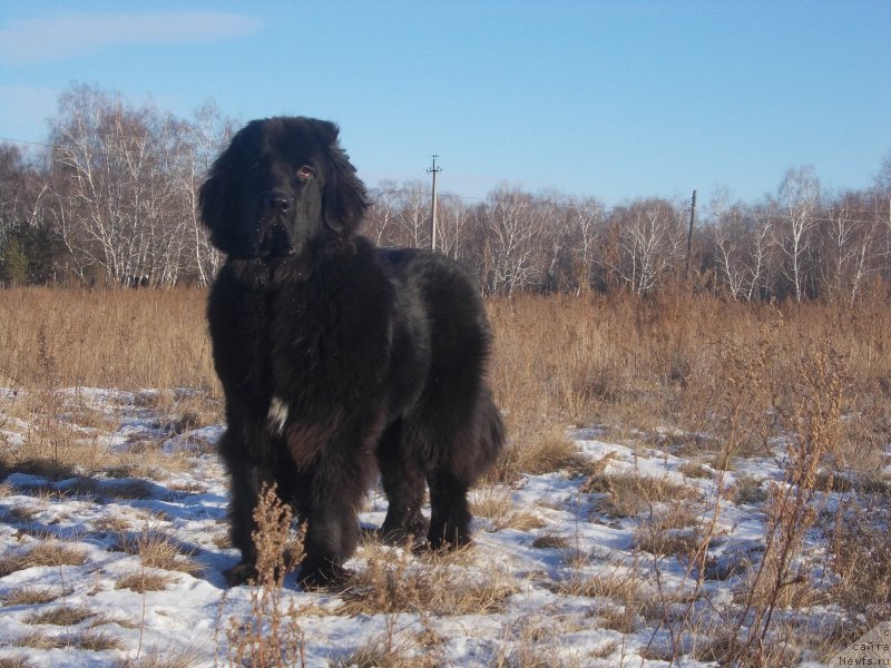 Фото: ньюфаундленд Intriga Nochi ot Marleon Dusvik (Интрига Ночи от Марлеон Дусвик), ньюфаундленд Intriga Nochi ot Marleon Dusvik (Интрига Ночи от Марлеон Дусвик)