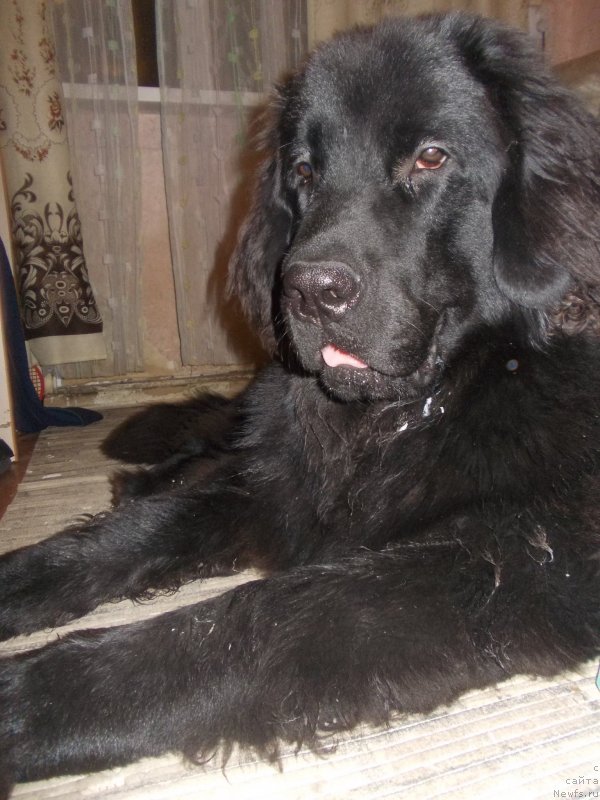 Фото: ньюфаундленд Intriga Nochi ot Marleon Dusvik (Интрига Ночи от Марлеон Дусвик)