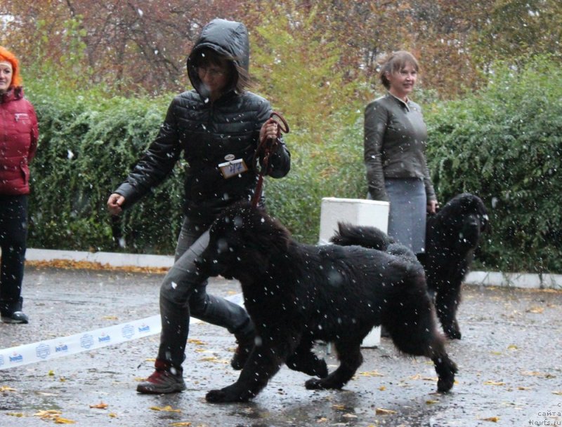 Фото: ньюфаундленд Intriga Nochi ot Marleon Dusvik (Интрига Ночи от Марлеон Дусвик)