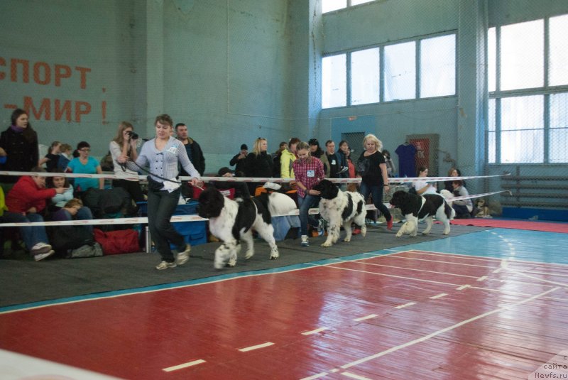 Фото: ньюфаундленд Stepnaya Pal'mira Estestvenno YA Luchshiy (Степная Пальмира Естественно Я Лучший), ньюфаундленд Keeper Soul Nou Daut Best (Кипер Соул Ноу Даут Бэст), ньюфаундленд Keeper Soul New Star (Кипер Соул Нью Стар), Elena Zinzyukova (Елена Зинзюкова), Elena Zaborova (Brehina) (Елена Заборова (Брехина))