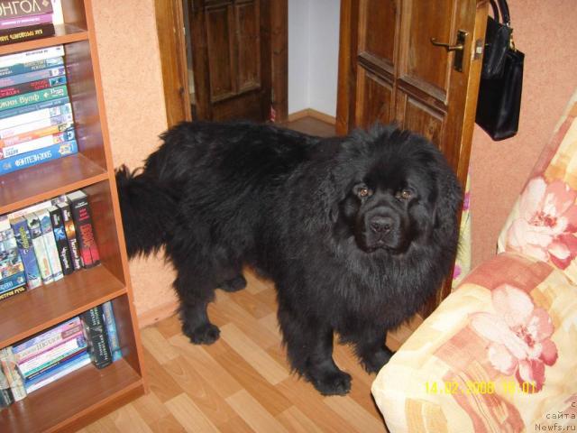 Фото: ньюфаундленд Unkas YEktiv Boy (Ункас Эктив Бой)