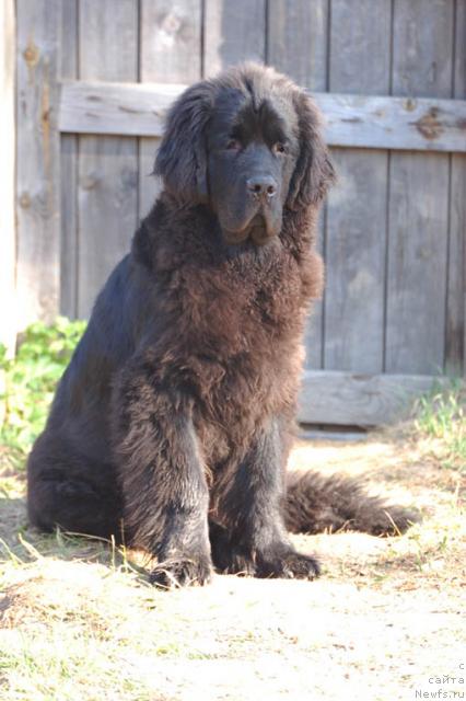 Фото: ньюфаундленд Sent Djons Orfey (Сент Джонс Орфей)