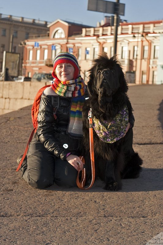 Фото: Natal'ya Selezneva (Наталья Селезнева), ньюфаундленд Tsinnamon Bel' Fra Sharmel iz Arkaima (Циннамон БельФра Шармэль из Аркаима)