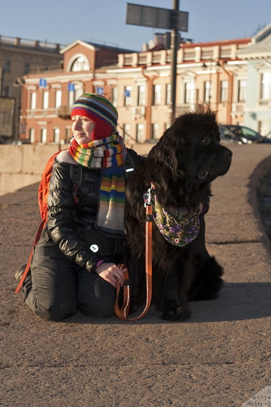 Фото: Natal'ya Selezneva (Наталья Селезнева), ньюфаундленд Tsinnamon Bel' Fra Sharmel iz Arkaima (Циннамон БельФра Шармэль из Аркаима)