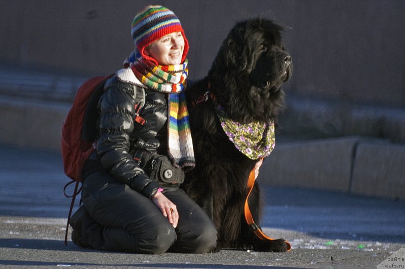 Фото: Natal'ya Selezneva (Наталья Селезнева), ньюфаундленд Tsinnamon Bel' Fra Sharmel iz Arkaima (Циннамон БельФра Шармэль из Аркаима)