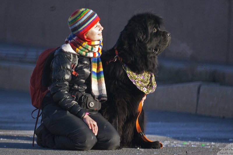 Фото: Natal'ya Selezneva (Наталья Селезнева), ньюфаундленд Tsinnamon Bel' Fra Sharmel iz Arkaima (Циннамон БельФра Шармэль из Аркаима)