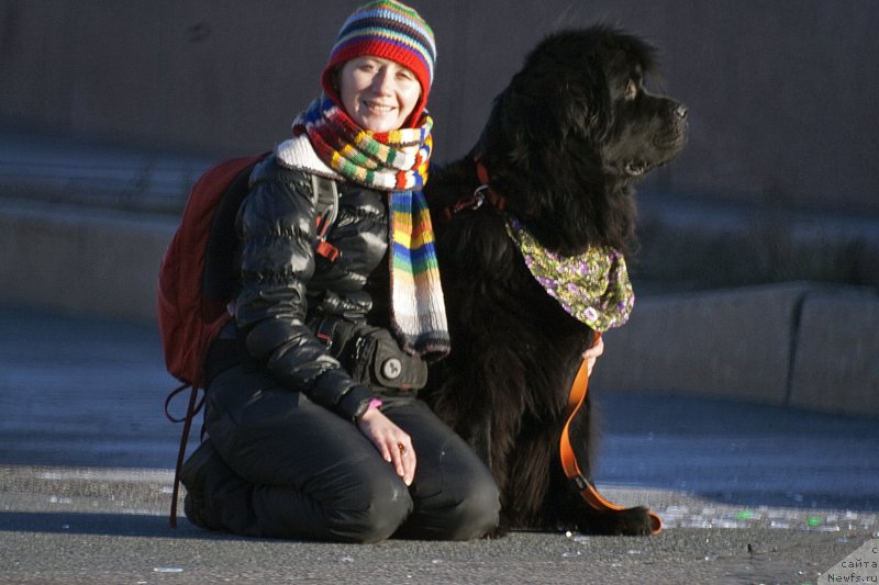 Фото: Natal'ya Selezneva (Наталья Селезнева), ньюфаундленд Tsinnamon Bel' Fra Sharmel iz Arkaima (Циннамон БельФра Шармэль из Аркаима)