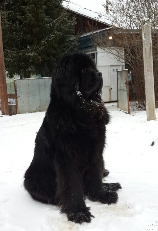 Фото: ньюфаундленд Ih Vyisochestvo Vladlena Madjiks (Их Высочество Владлена Маджикс)