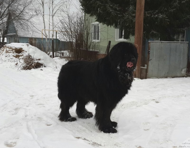 Фото: ньюфаундленд Ih Vyisochestvo Vladlena Madjiks (Их Высочество Владлена Маджикс)