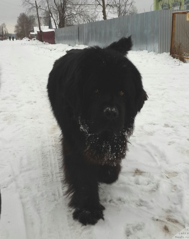 Фото: ньюфаундленд Ih Vyisochestvo Vladlena Madjiks (Их Высочество Владлена Маджикс)