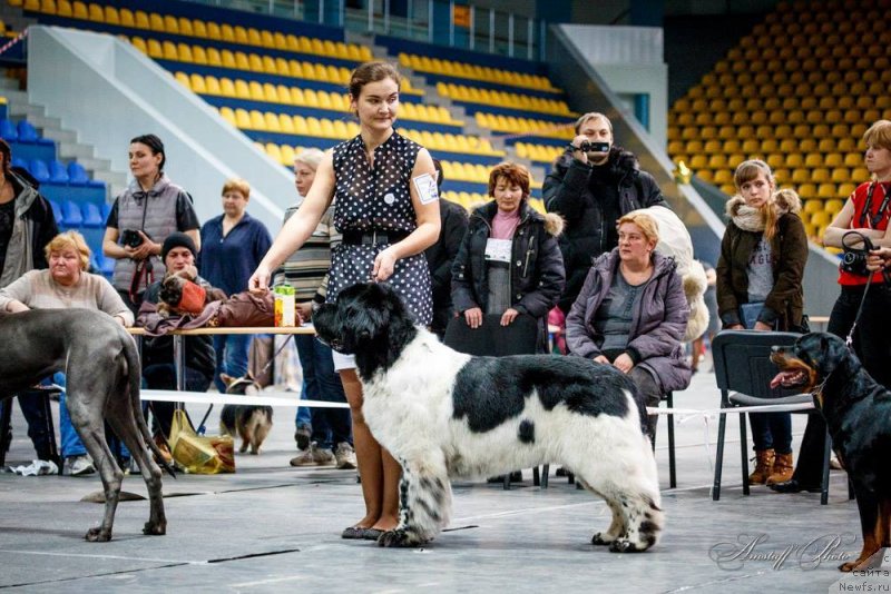 Фото: ньюфаундленд Super Bizon Argo (Супер Бизон Арго)