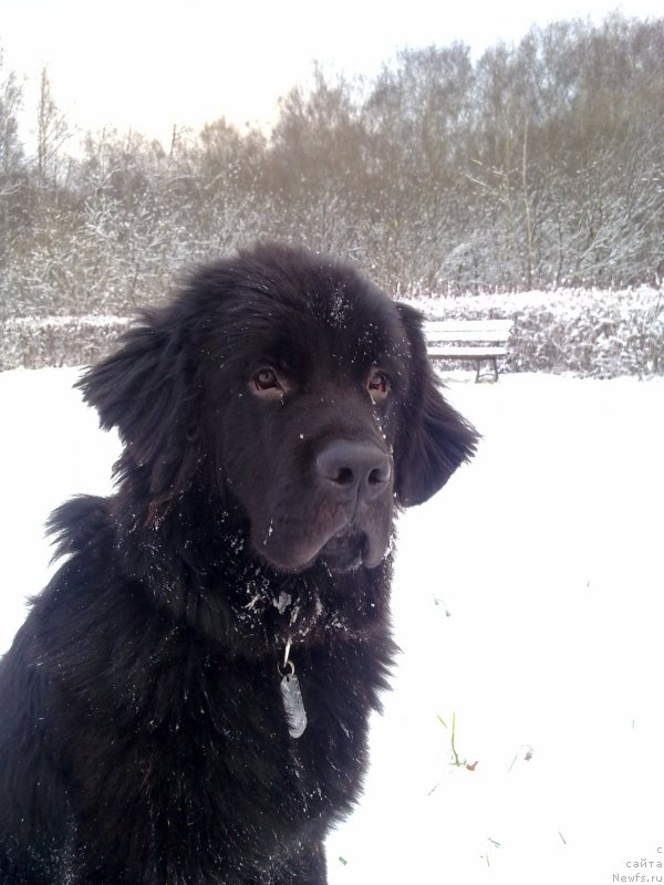 Фото: ньюфаундленд Chernyj Chank s Berega Dona (Черный Чанк с Берега Дона)