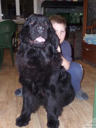 Фото: ньюфаундленд Chrezvychaynaya Chayn s Berega Dona (Чрезвычайная Чайн с Берега Дона)