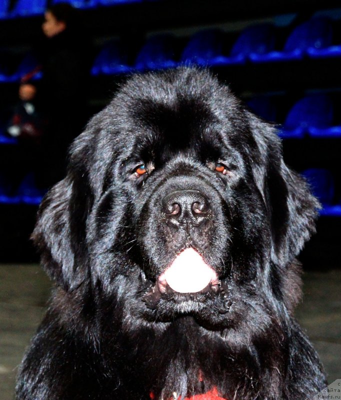 Фотография № 139654