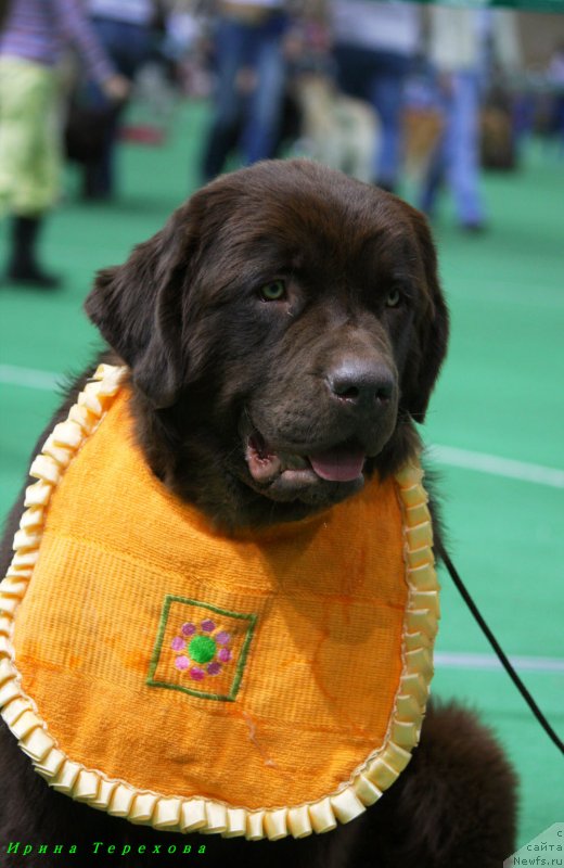 Фото: ньюфаундленд Velikiy Medved' Kameliya (Великий Медведь Камелия)