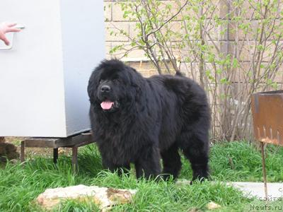 Фото: ньюфаундленд Vlas (Влас)