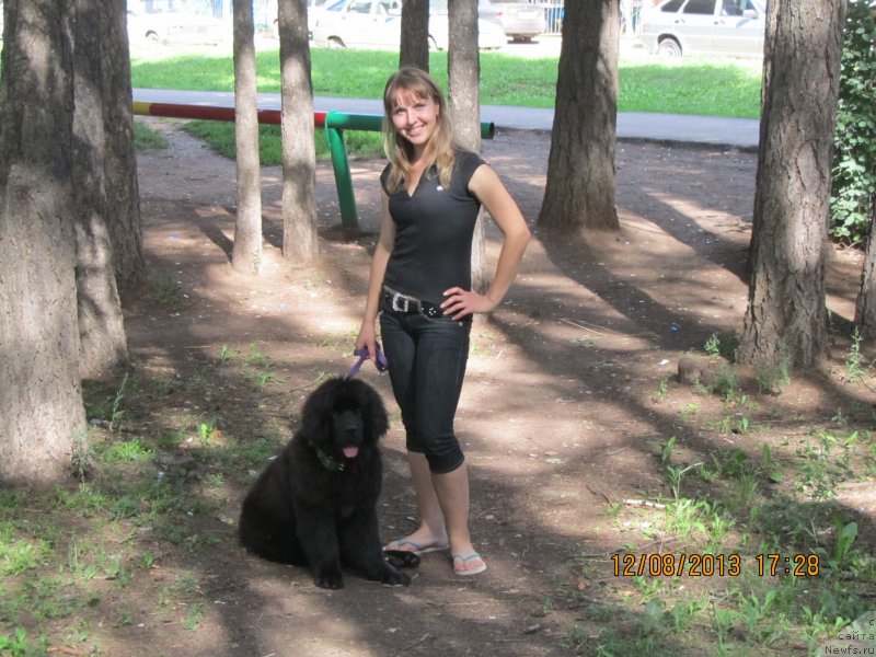 Фото: Ol'ga Ivanova (Ольга Иванова), ньюфаундленд N'yufort SHum Priboya (Ньюфорт Шум Прибоя)