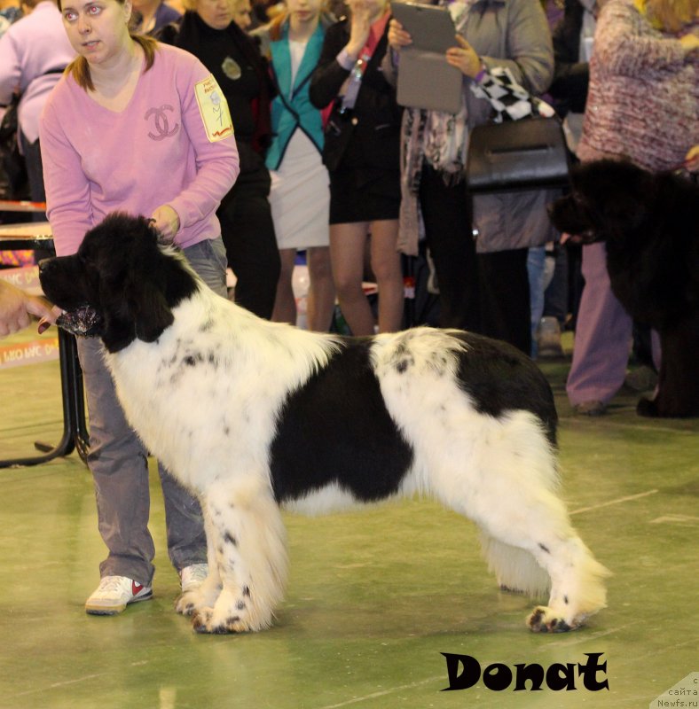 Фото: ньюфаундленд Callistos Blitzen