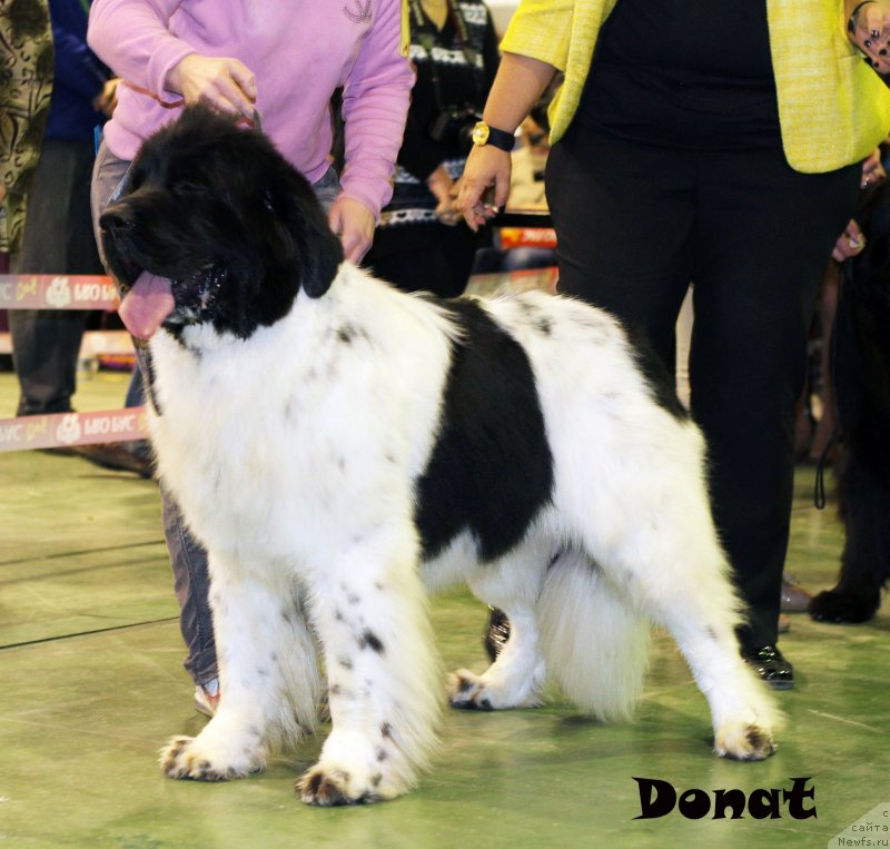 Фото: ньюфаундленд Callistos Blitzen