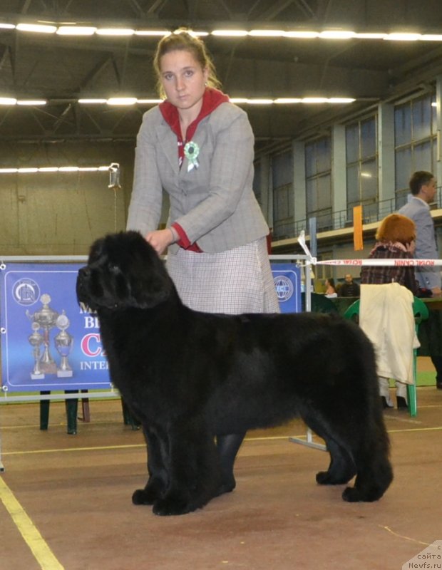 Фото: ньюфаундленд Newflame of Love Midnight Bear, Anastasiya Zalivako (Анастасия Заливако)