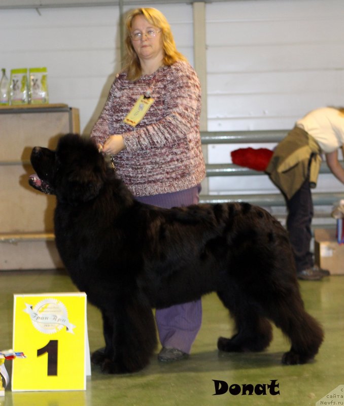 Фото: ньюфаундленд Sent Djons Hummer (Сент Джонс Хаммер)
