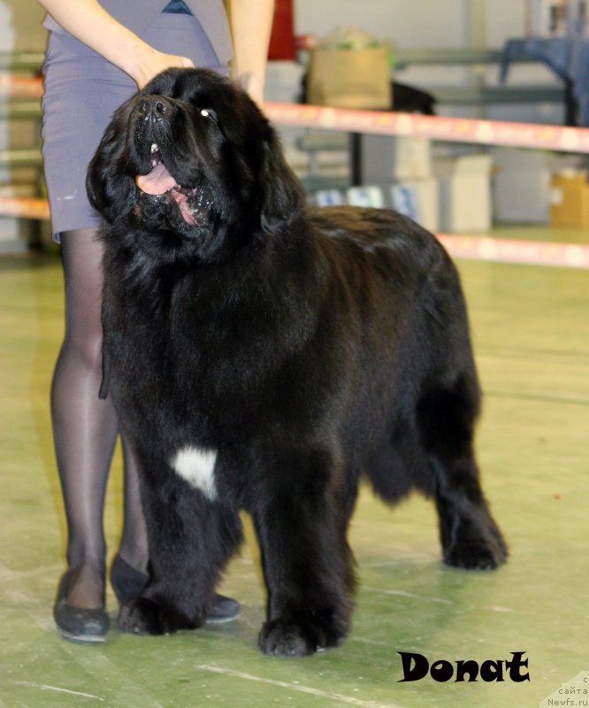 Фото: ньюфаундленд Skazochnaya Kroha Medison (Сказочная Кроха Медисон)