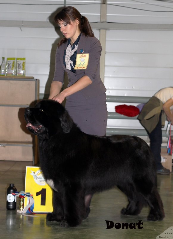 Фото: ньюфаундленд Skazochnaya Kroha Medison (Сказочная Кроха Медисон)