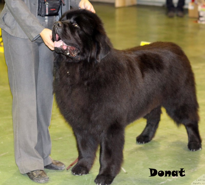 Фото: ньюфаундленд Matvey s Berega Dona (Матвей с Берега Дона)