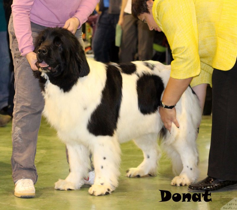 Фото: ньюфаундленд Cristalmarnewfy Christmas Dream