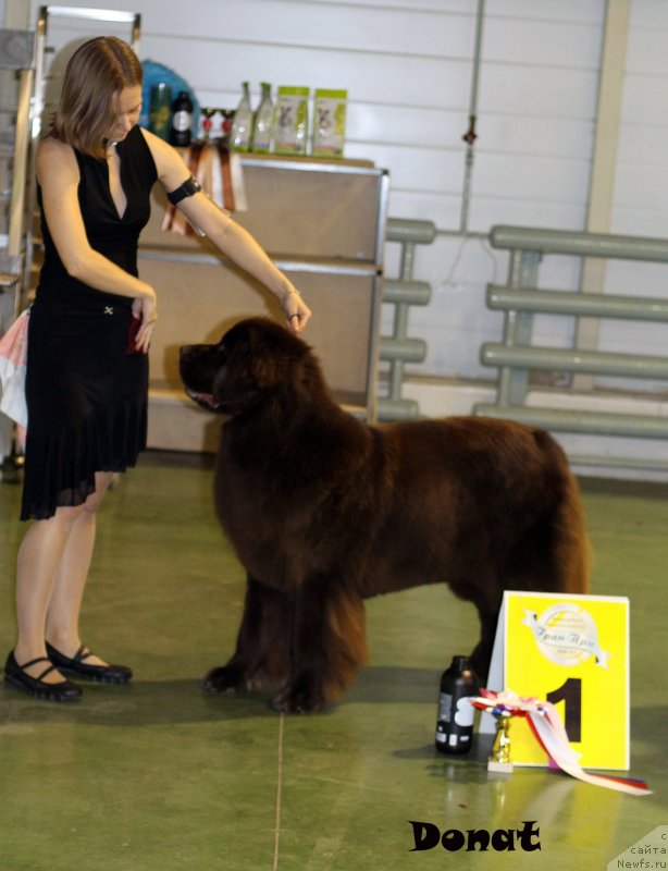 Фото: ньюфаундленд Chernyi Sharm Angel'skaya Krasota (Черный Шарм Ангельская Красота)