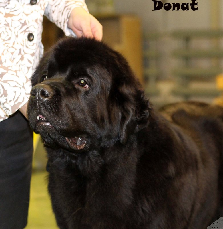 Фото: ньюфаундленд Skippers Urgent Need for Donat's Pride