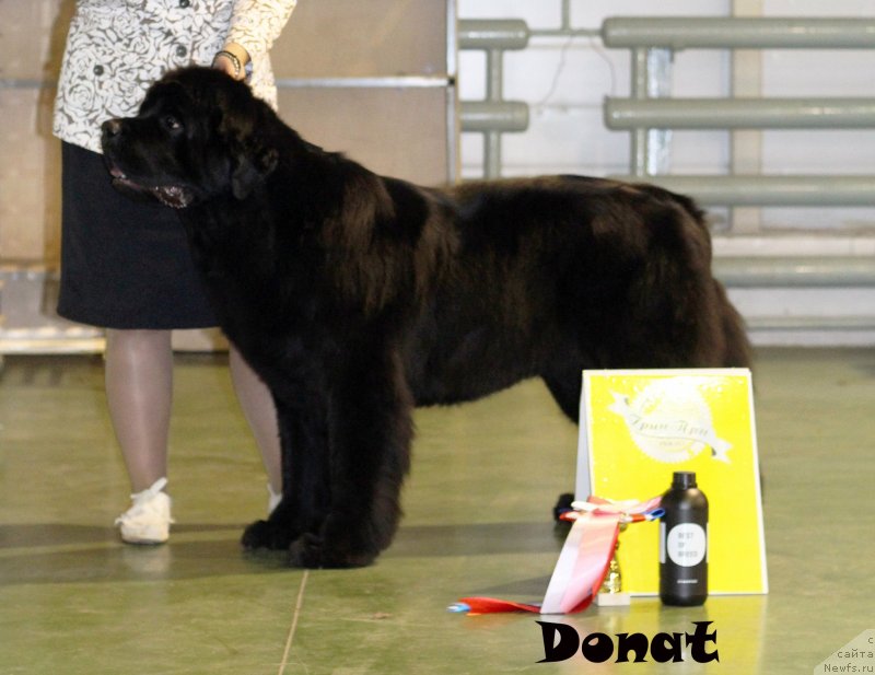 Фото: ньюфаундленд Skippers Urgent Need for Donat's Pride