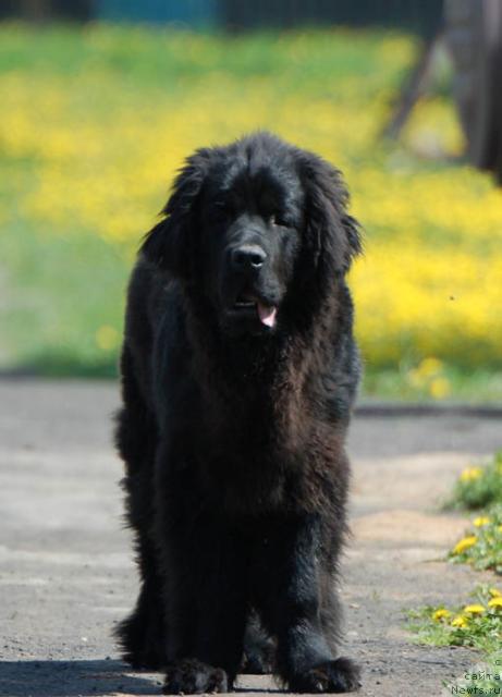 Фото: ньюфаундленд Sent Djons Orfey (Сент Джонс Орфей)