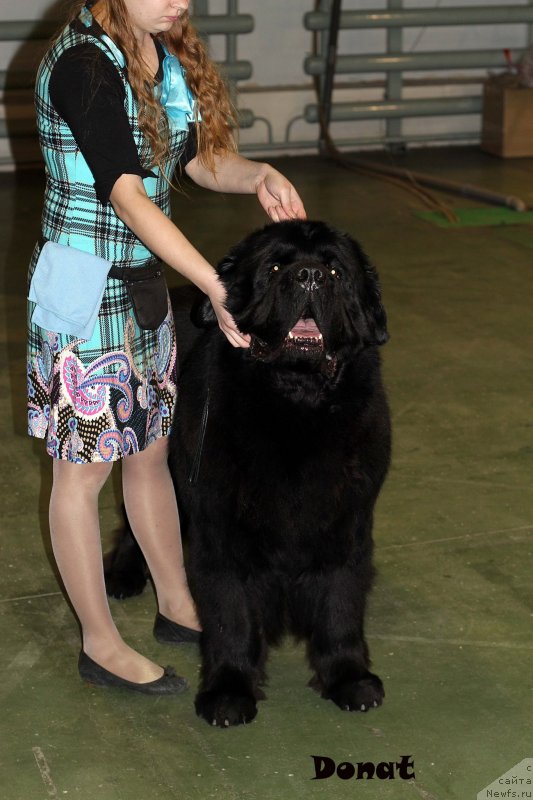 Фото: ньюфаундленд Pchiolkin Dom Veniamin (Пчёлкин Дом Вениамин)