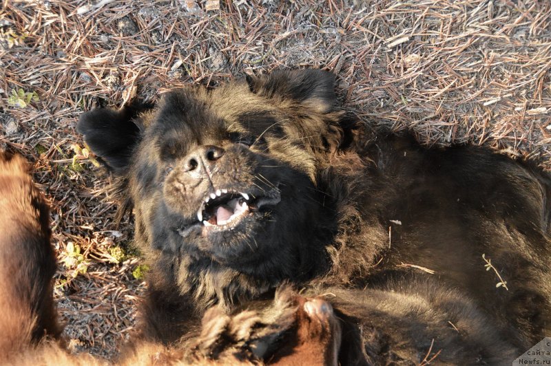 Фото: ньюфаундленд Aquatoriya Kelvin Kadril (Акватория Келвин Кадриль)